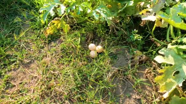 Huevos Encontrados Entre Las Flores Amarillas Calabacín Mañana — Vídeos de Stock
