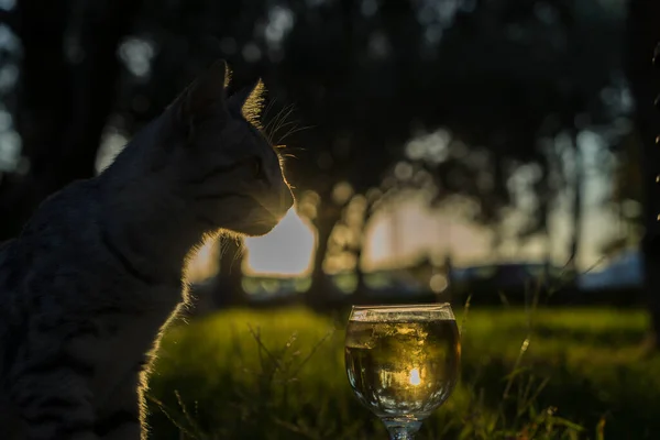 Gorgeous Fluffy Cat Glass Wine Background Setting Sun — Stock Photo, Image