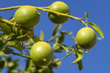 Mavi gökyüzüne karşı bir ağaç dalına asılı limonlar.
