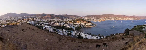 Planda Otlayan Bodrum Inekleri Manzaralı Güzel Bir Manzara — Stok fotoğraf