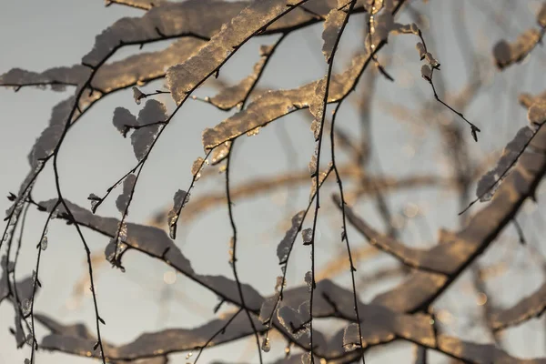 Birch Twigs Frozen Snow Sun — Zdjęcie stockowe