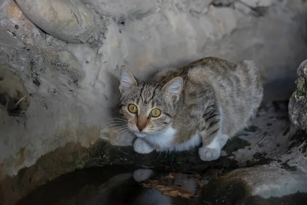 Beautiful Cat Big Eyes Came Drink Some Water Puddle — Stock Photo, Image