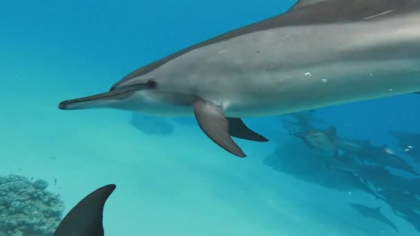 Wild dolphin swimming around and going over the camera turning into a silhouette. A shoal of free dolphins in the Reds sea Egypt, Sattaya reef. High quality 4k footage