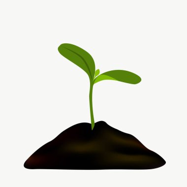 Toprakta büyüyen yeşil filizler beyaz bir zeminde izole edilmiş..