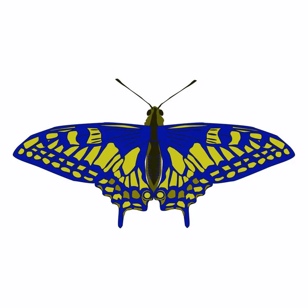 Žlutomodrý Motýl Izolovaný Bílém Pozadí Vektorová Ilustrace — Stockový vektor