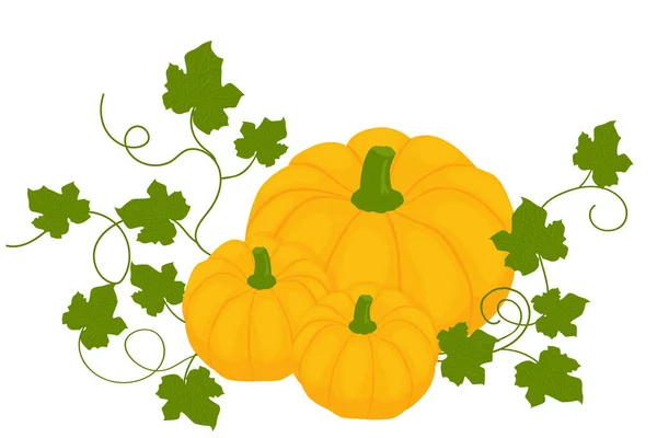 Beyaz arkaplanda yaprakları olan balkabaklarının vektör illüstrasyonu.