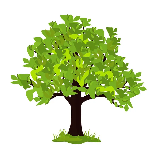 Vektorová Ilustrace Stromu Létě Izolované Bílém Pozadí — Stockový vektor
