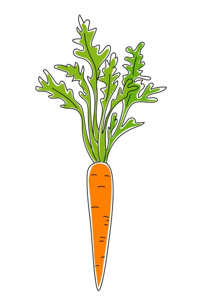 Векторная Иллюстрация Нарисованной Вручную Моркови Белом Фоне — стоковый вектор