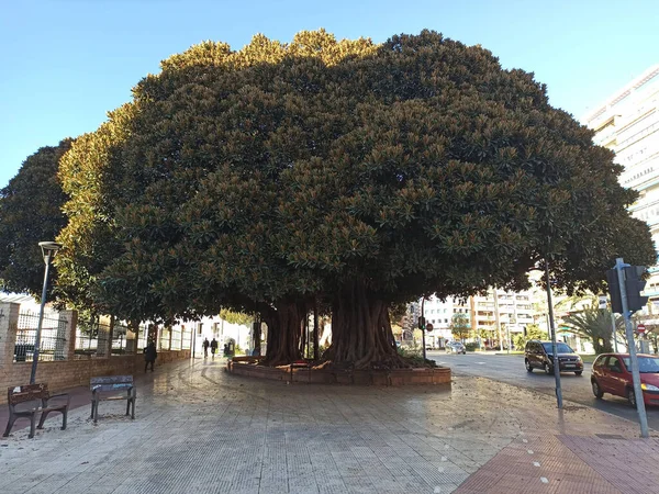 Şehrin sokaklarında fünyeler