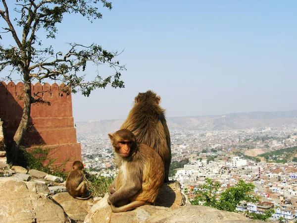 Maymun Aile Içinde Hindistan — Stok fotoğraf