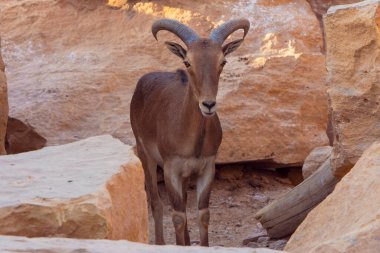 Dağ keçisi taşlı kahverengi. Beyaz arka planda büyük boynuzları olan berduş koyunlar.