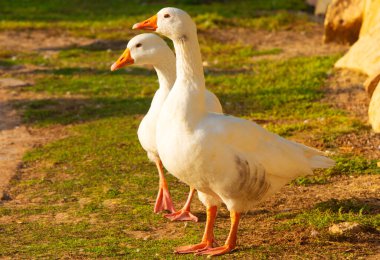 Günbatımında çimenlerde yürüyen beyaz ördekler