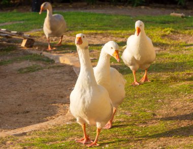 Günbatımında çimenlerde yürüyen beyaz ördekler