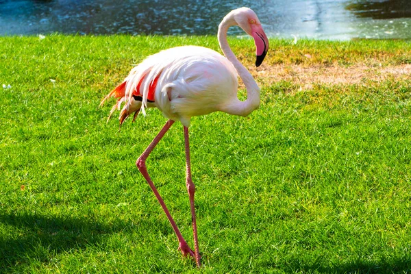 Närbild Till Flamingo Fågel Promenader Gräs — Stockfoto