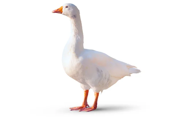 Beyaz Arka Planda Gölgeli Bir Ördek — Stok fotoğraf