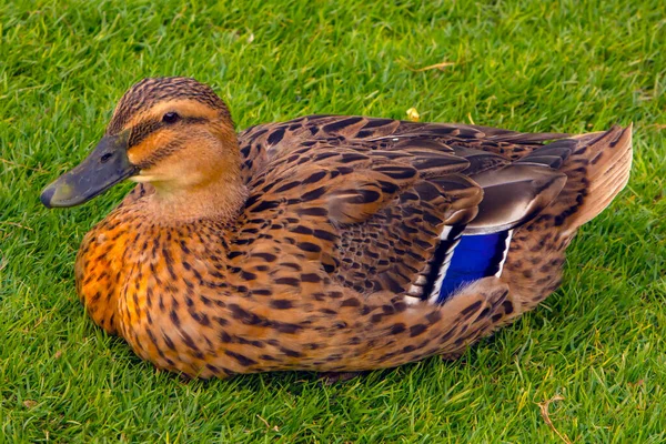 portrait of female mallard duck standing in green grass. brown duck white blue