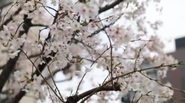 Osaka 'nın en iyi manzarası.