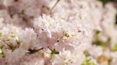 Ashikaga çiçek parkının en iyi manzarası.