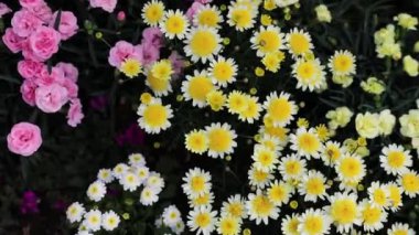 Ashikaga çiçek parkının en iyi manzarası.