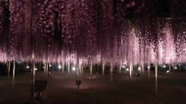 Ashikaga çiçek parkının en iyi manzarası.