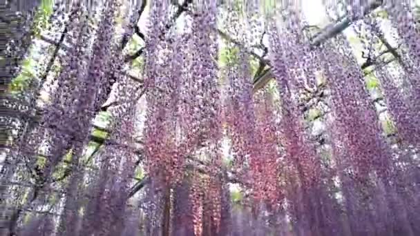 Найкращий Вид Квітковий Парк Ашікаґа — стокове відео