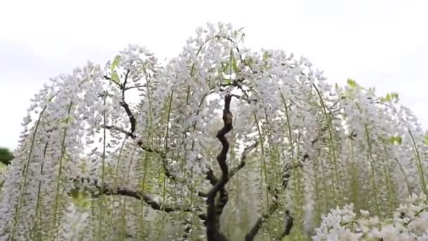 Лучший Вид Цветочном Парке Асикага — стоковое видео