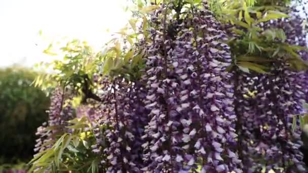 Den Bästa Utsikten Ashikaga Blomsterpark — Stockvideo