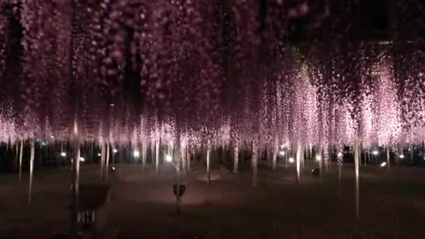 Den Bästa Utsikten Ashikaga Blomsterpark — Stockvideo