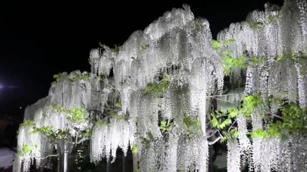 Najlepszy Widok Ashikaga Flower Park — Wideo stockowe