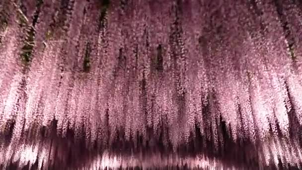 Najlepszy Widok Ashikaga Flower Park — Wideo stockowe