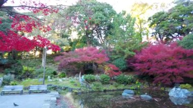 Yokohamashi Nogeyama Parkının Güzeli