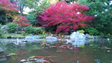 Yokohamashi Nogeyama Parkının Güzeli