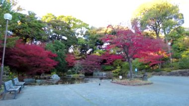 Yokohamashi Nogeyama Parkının Güzeli