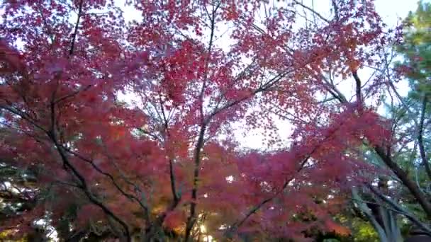 Bellezza Del Parco Yokohamashi Nogeyama — Video Stock