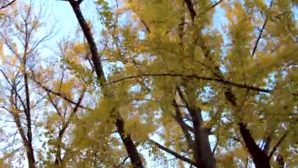니혼드리아 베기의 아름다움 — 비디오