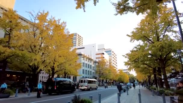 Skönheten Nihon Dri Ave — Stockvideo