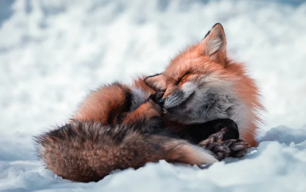 Beaty Fox Sneeuw — Stockfoto