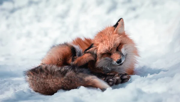 Beaty Fox Snö — Stockfoto