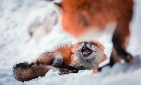 Beaty Fox Στο Χιόνι — Φωτογραφία Αρχείου