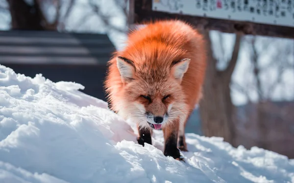 Beaty Fox Sneeuw — Stockfoto