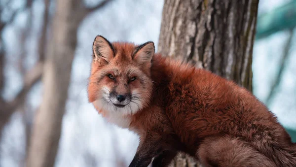 Beaty Fox Στο Χιόνι — Φωτογραφία Αρχείου