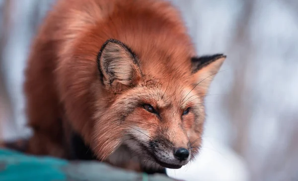 Renard Battant Dans Neige — Photo