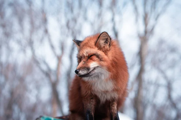 Beaty Fox Snö — Stockfoto