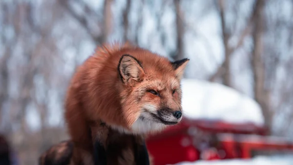 Der Beaty Fox Schnee lizenzfreie Stockfotos