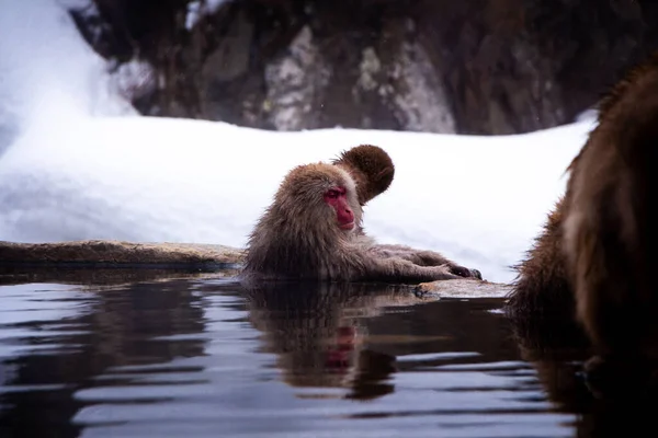Снігові Мавпи Гарячих Джерелах — стокове фото
