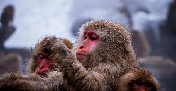 Los Monos Nieve Empapan Aguas Termales —  Fotos de Stock