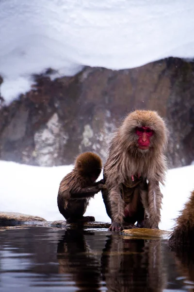 Kar Maymunları Kaplıcalarda Sırılsıklam