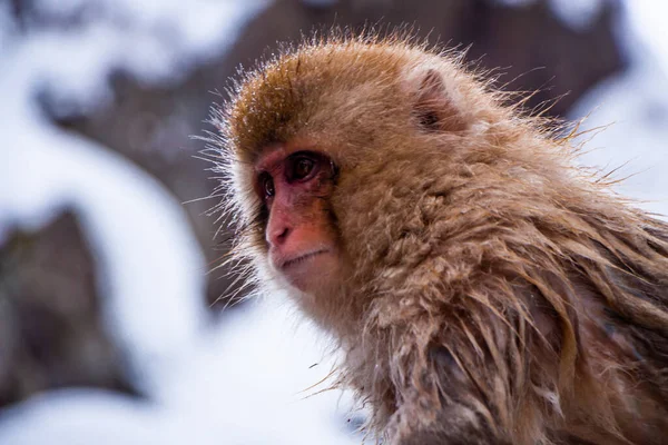 Sneeuwapen Weken Warmwaterbronnen — Stockfoto