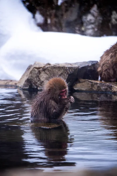 Los Monos Nieve Empapan Aguas Termales —  Fotos de Stock