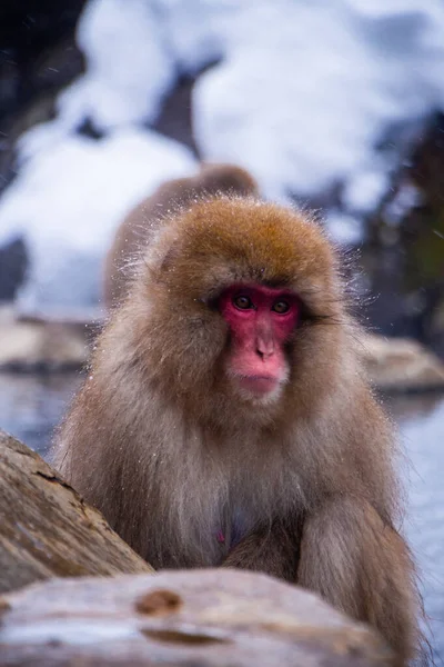 Los Monos Nieve Empapan Aguas Termales —  Fotos de Stock